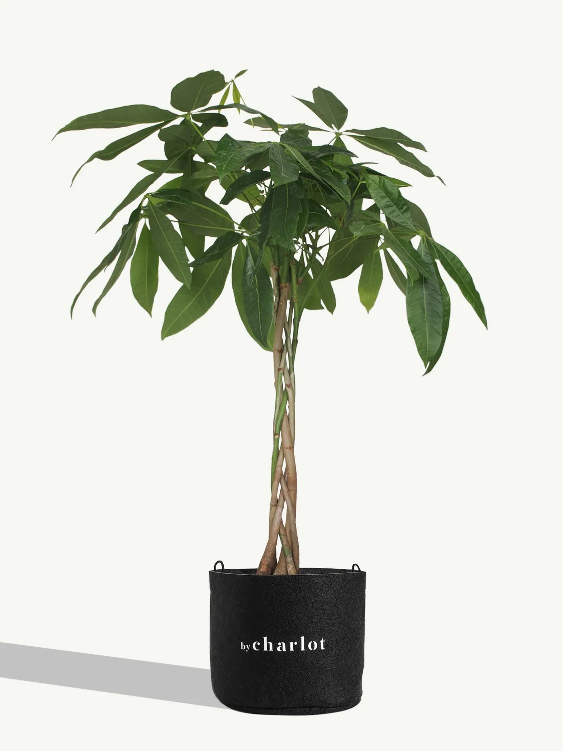 By Charlot L'Aviateur recharge plante taille L