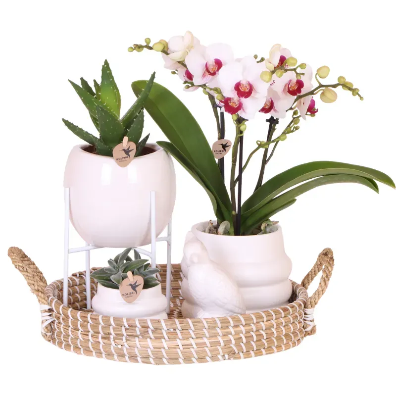 Plant and Stories Orchidée Phalaenopsis Gibraltar coffret cadeau pot 9 cm