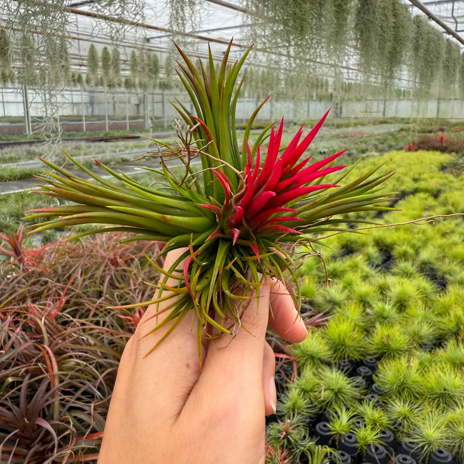 Airplantshop Tillandsia Ionantha Fuego plante aerienne rouge