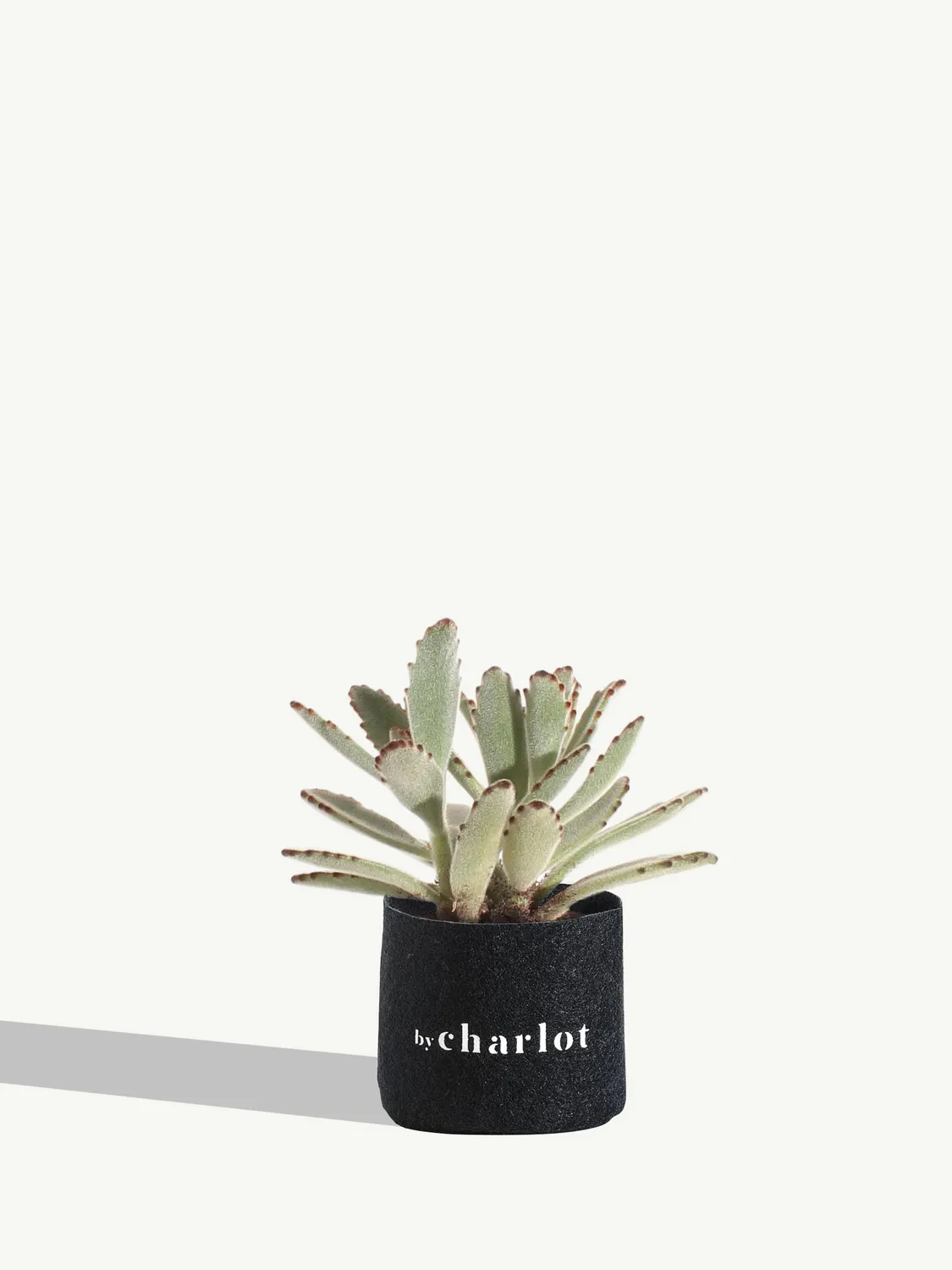By Charlot L'Espiègle kalanchoe recharge 10 cm
