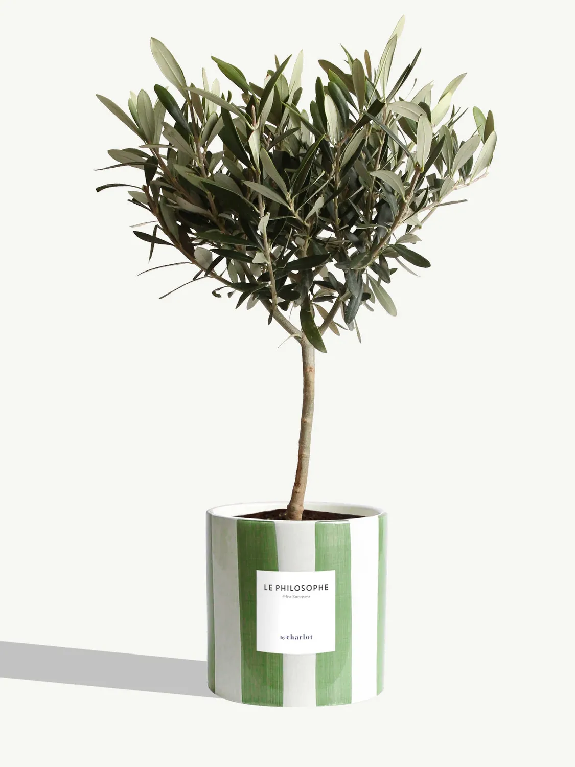 By Charlot Le Philosophe plante pot M olivier