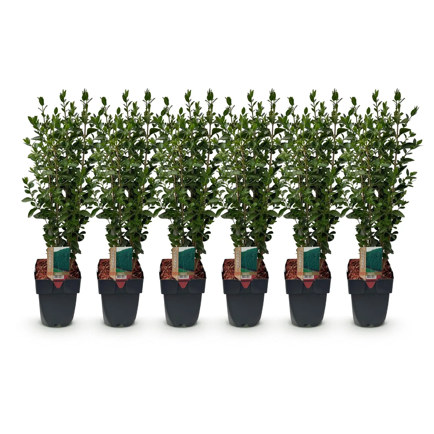 Plant and Stories Ligustrum troène haie lot 6 plants pot 17 cm