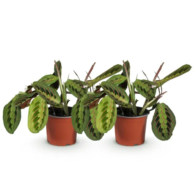 Plant and Stories Maranta Fascinator Tricolour plante prière 12cm