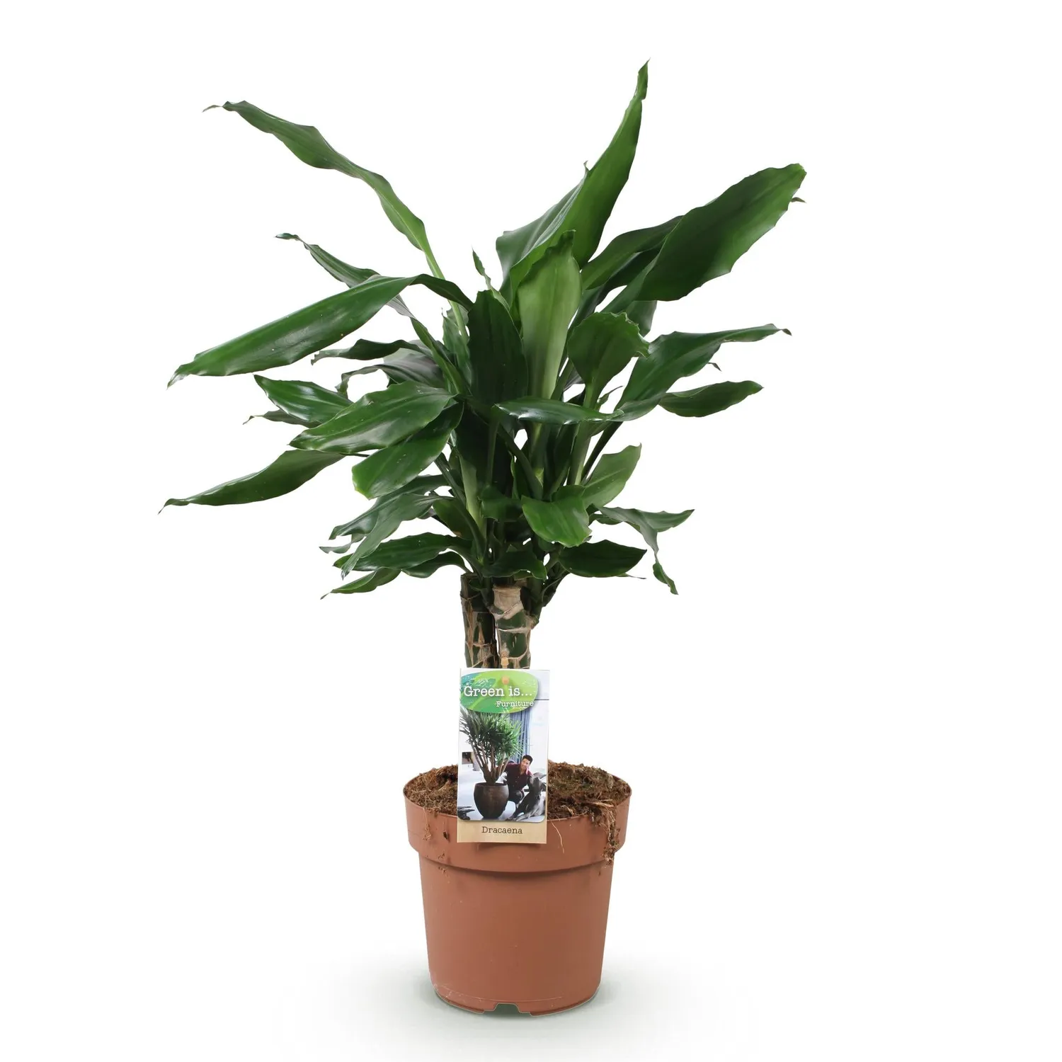 Plant and Stories Dracaena fragrans Steudneri plante verte pot 17 cm