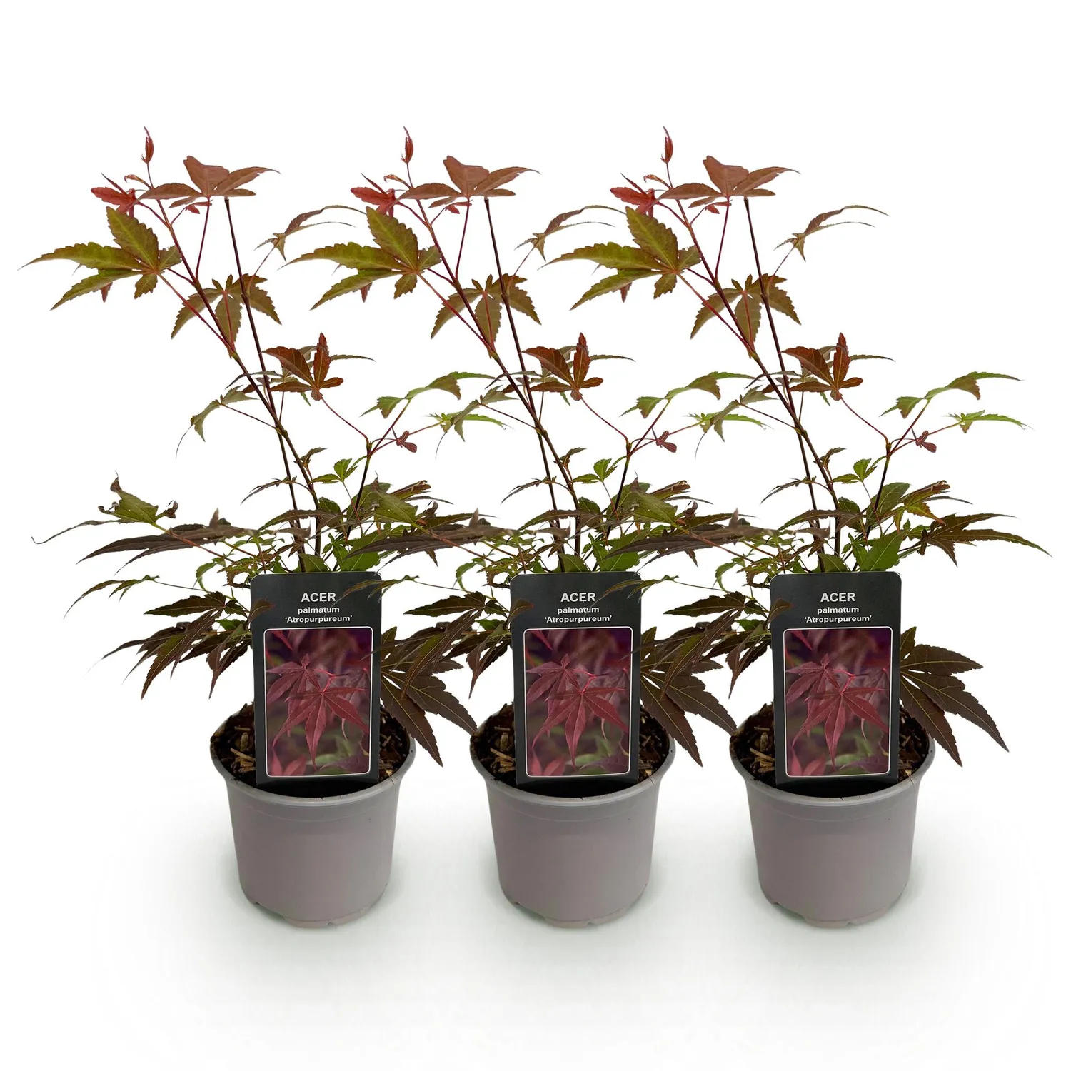 Plant and Stories Atropurpureum érable Japon 12 cm 1 plant pourpre