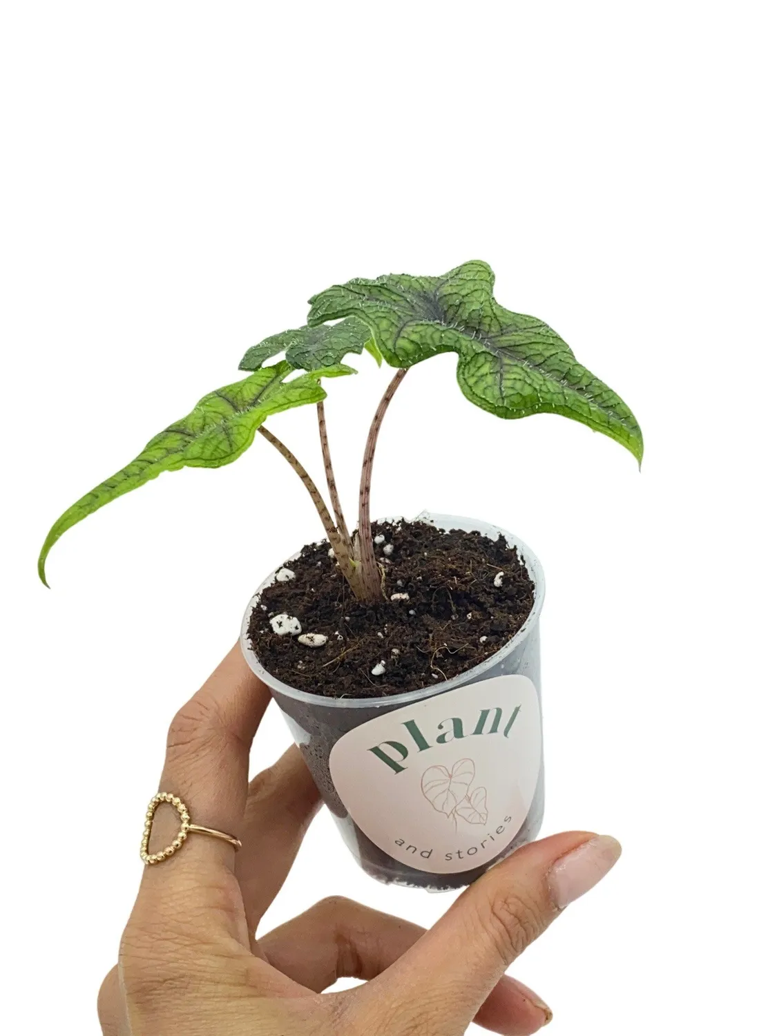 PLANT AND STORIES Alocasia Jacklyn plante d'intérieur pot 6cm