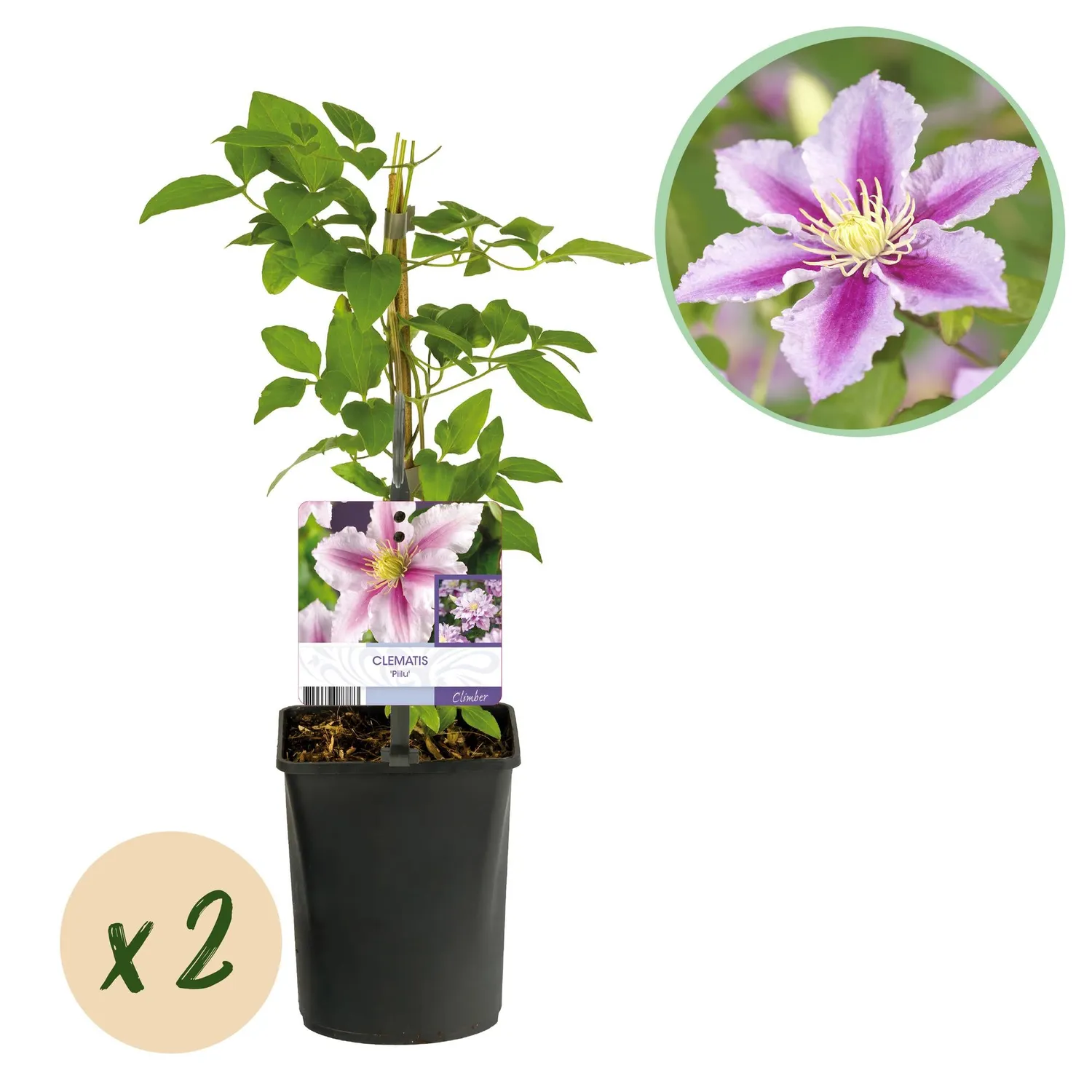 Plant and Stories Clématite Piilu plante grimpante lot 2 rose