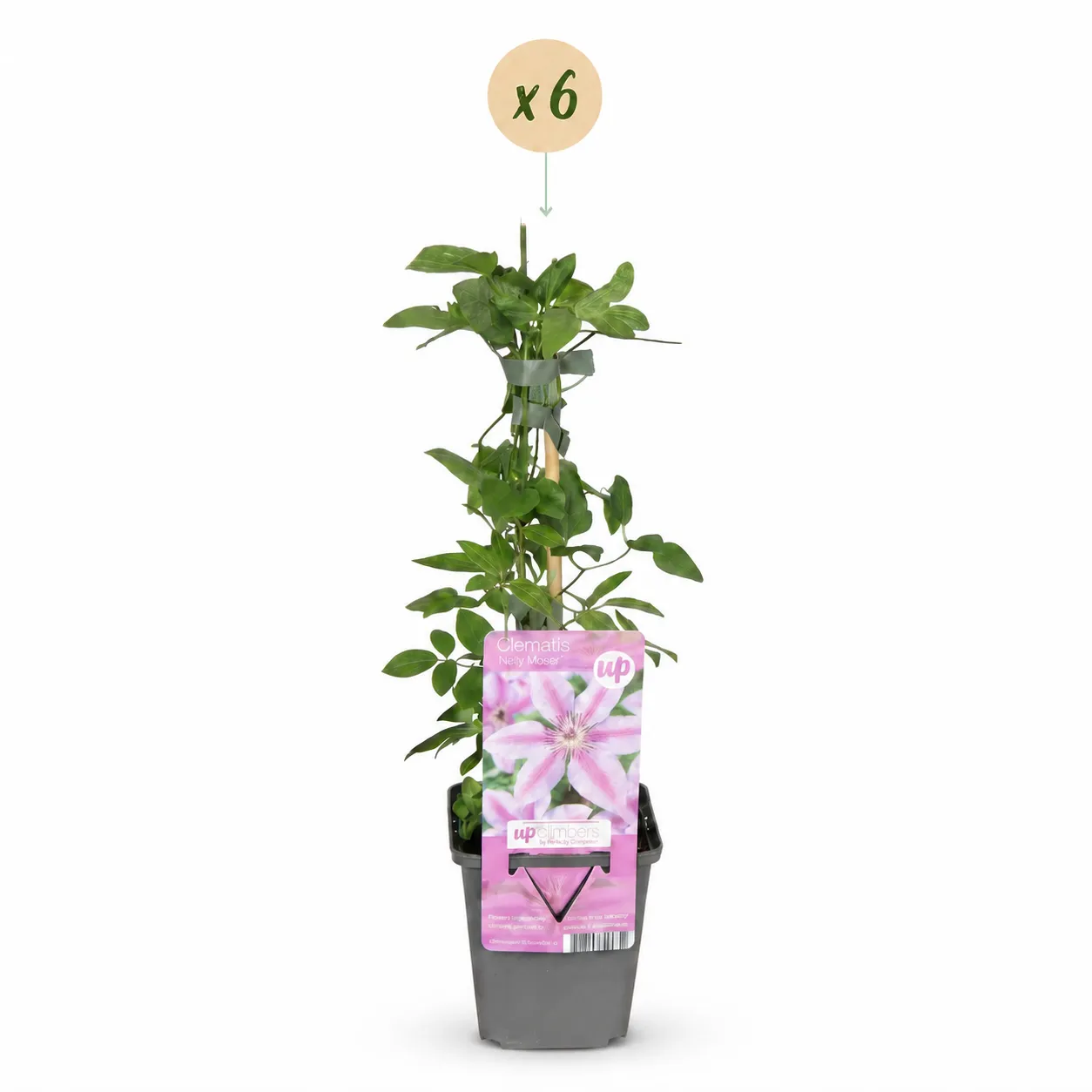 PLANT AND STORIES Clématite Nelly Moser grimpante 4 plants rose barré