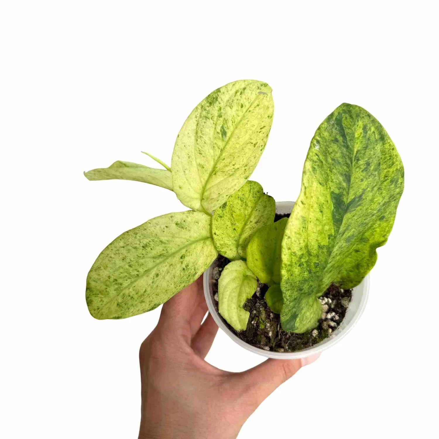 Plant and Stories Korthalsii Marble Aurea pot 9 cm doré