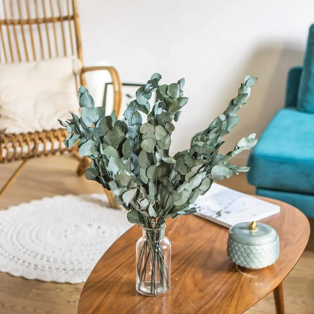 Réconciliation Végétale Eucalyptus Cinerea botte fleurs séchées 150g