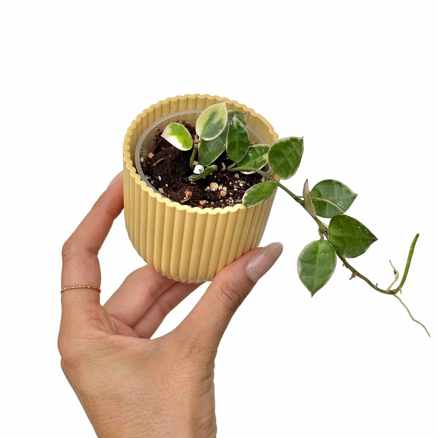 PLANT AND STORIES Hoya Lacunosa Asami plante pot 6 cm