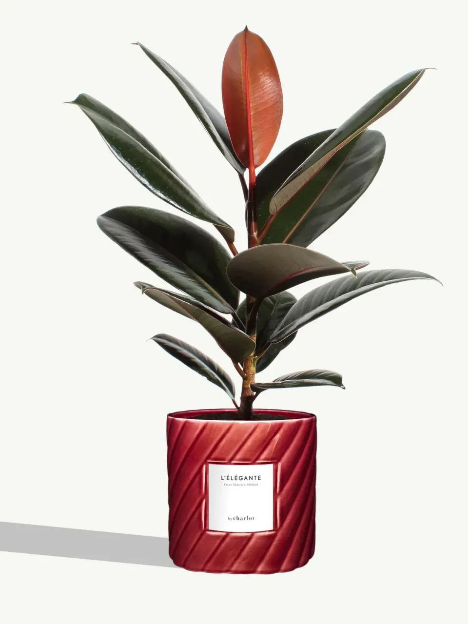 By Charlot L'Élégante plante pot M ficus abidjan