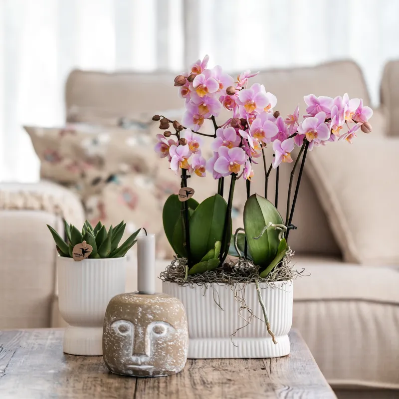 Plant and Stories Treviso orchidée rose ancien lot de 2
