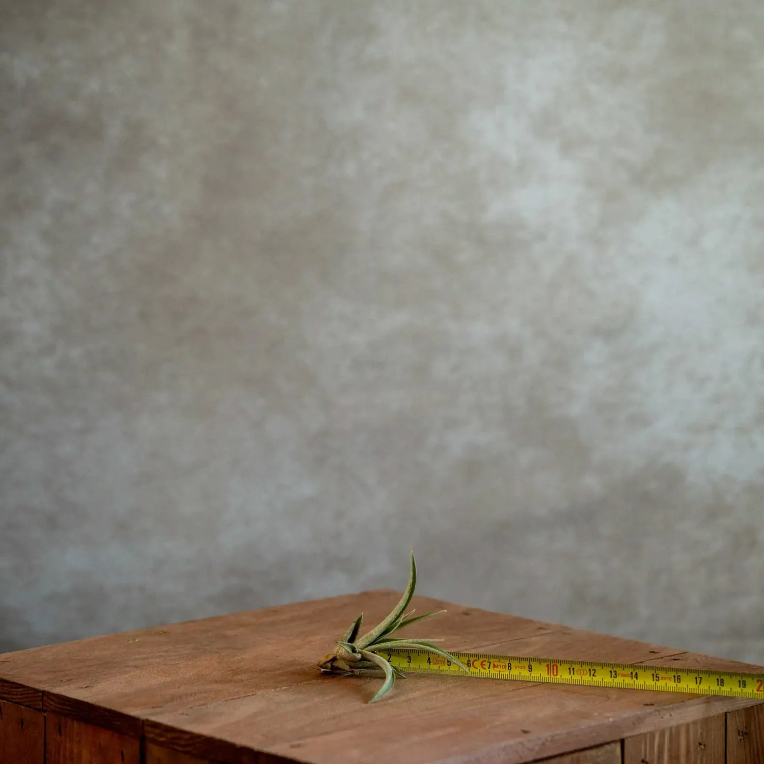 Airplantshop Tillandsia Capitata plante aérienne medium