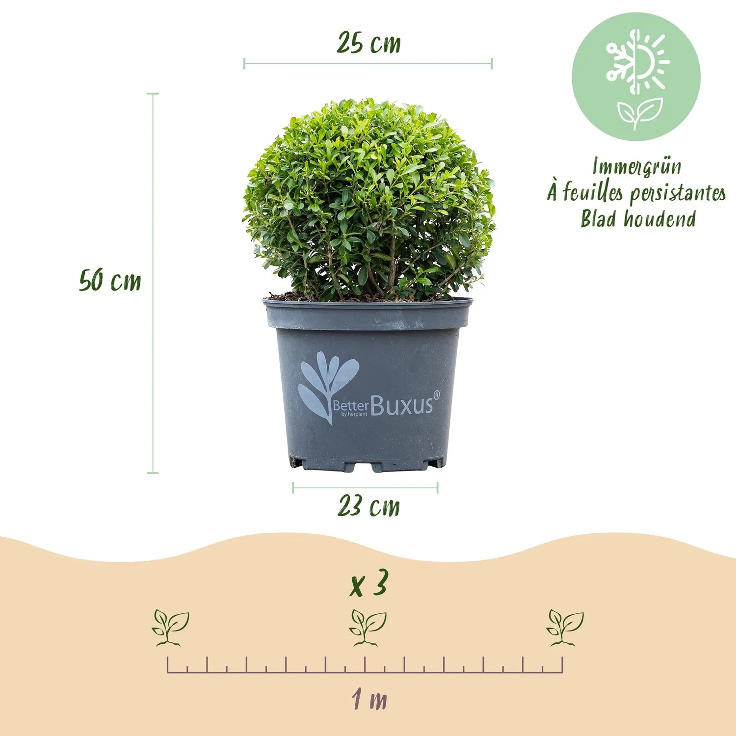 Plant and Stories Buis Skylight arbuste pot 23cm hauteur 25cm