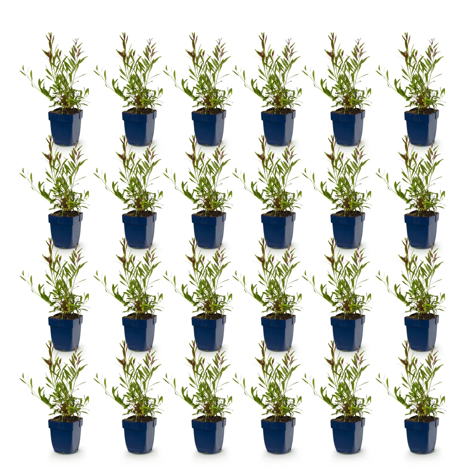 Plant and Stories Whirling Butterflies gaura vivace 1 plant