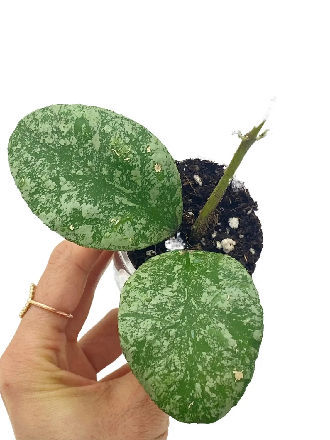 Plant and Stories Hoya Waymaniae Kapuas Cloudy Sky plante pot 8 cm