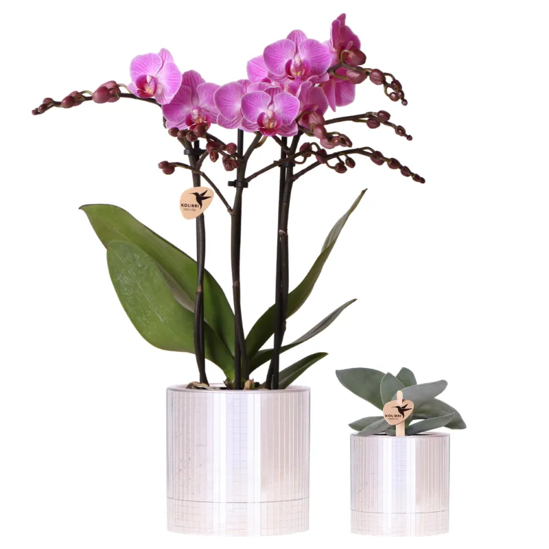 Plant and Stories Phalaenopsis Vienna orchidée violette coffret cadeau