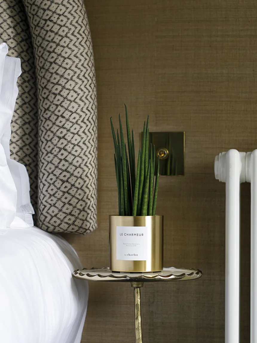 By Charlot Le Charmeur recharge plante succulente S sansevieria
