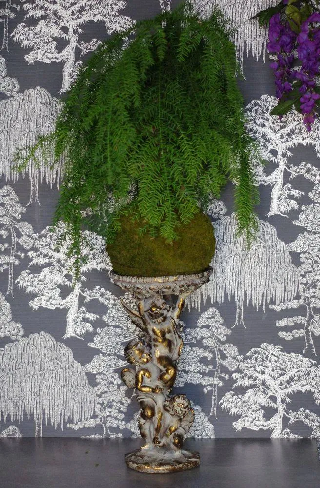 AQUAPHYTE Araucanie Go kokedama araucaria vert-gris