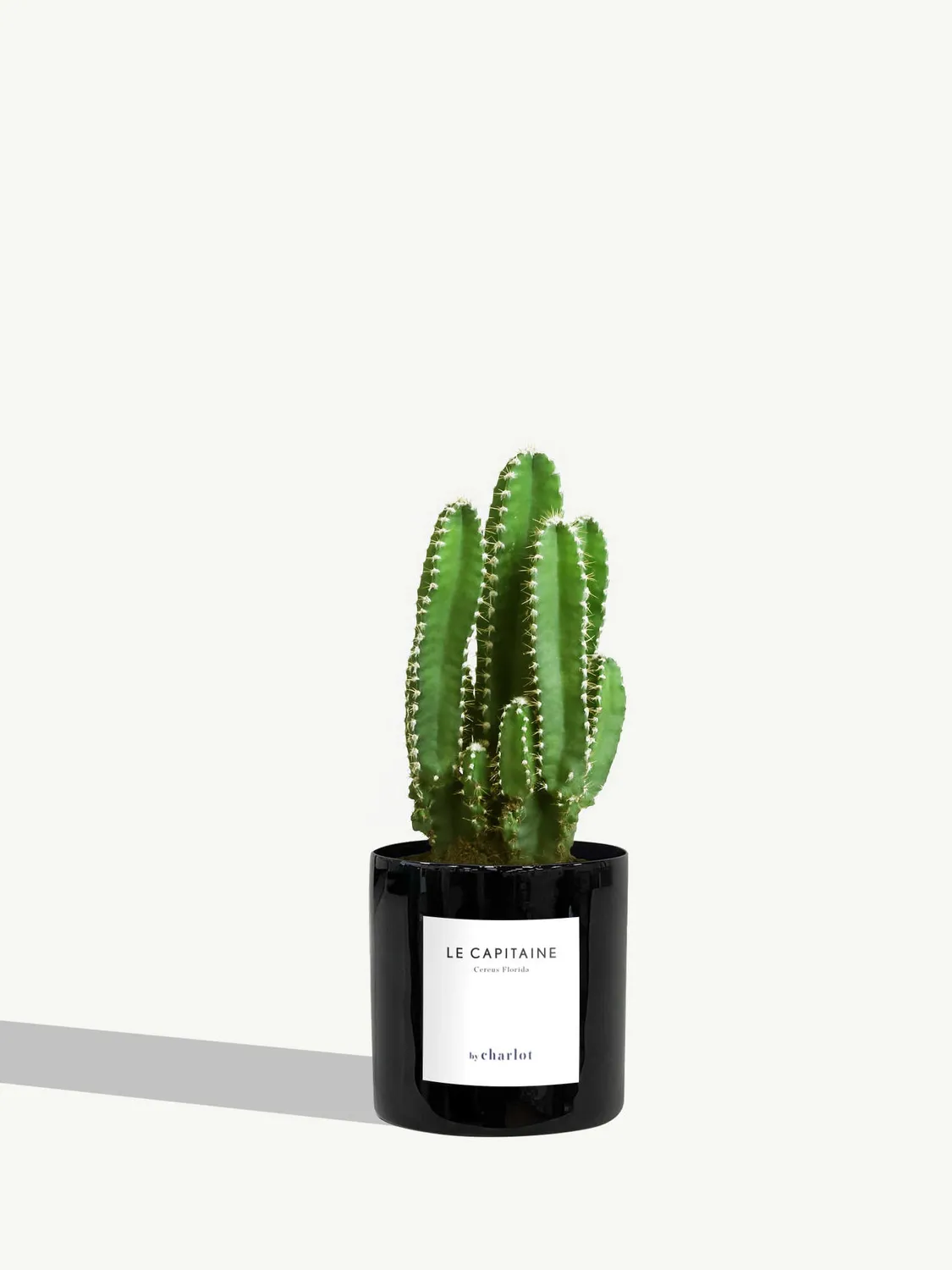 By Charlot Le Capitaine cactus cereus XS pot 8 cm