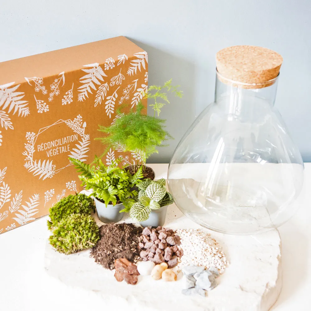 Réconciliation Végétale Kit Terrarium Humide 3 Plantes Bocal Verre