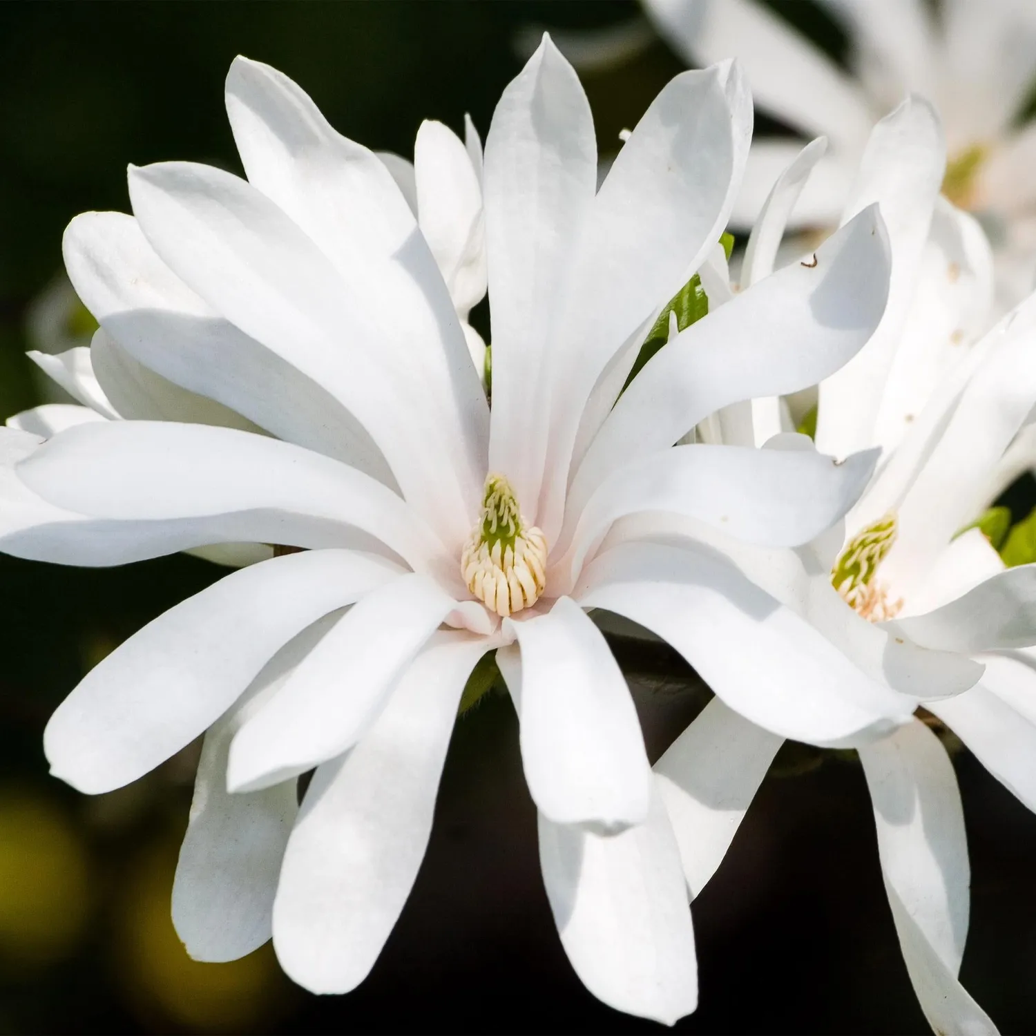 Plant and Stories Magnolia Stellata arbuste pot 19 cm fleurs blanches
