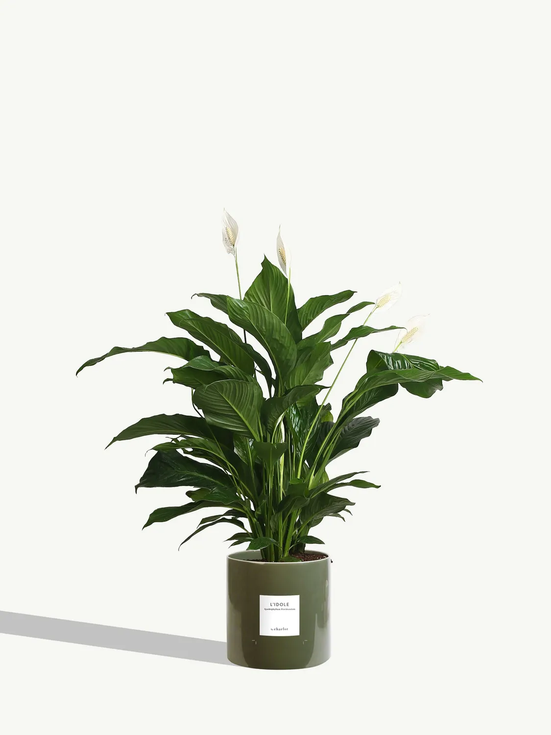 By Charlot L'Idole plante Spathiphyllum 125 cm avec pot XL