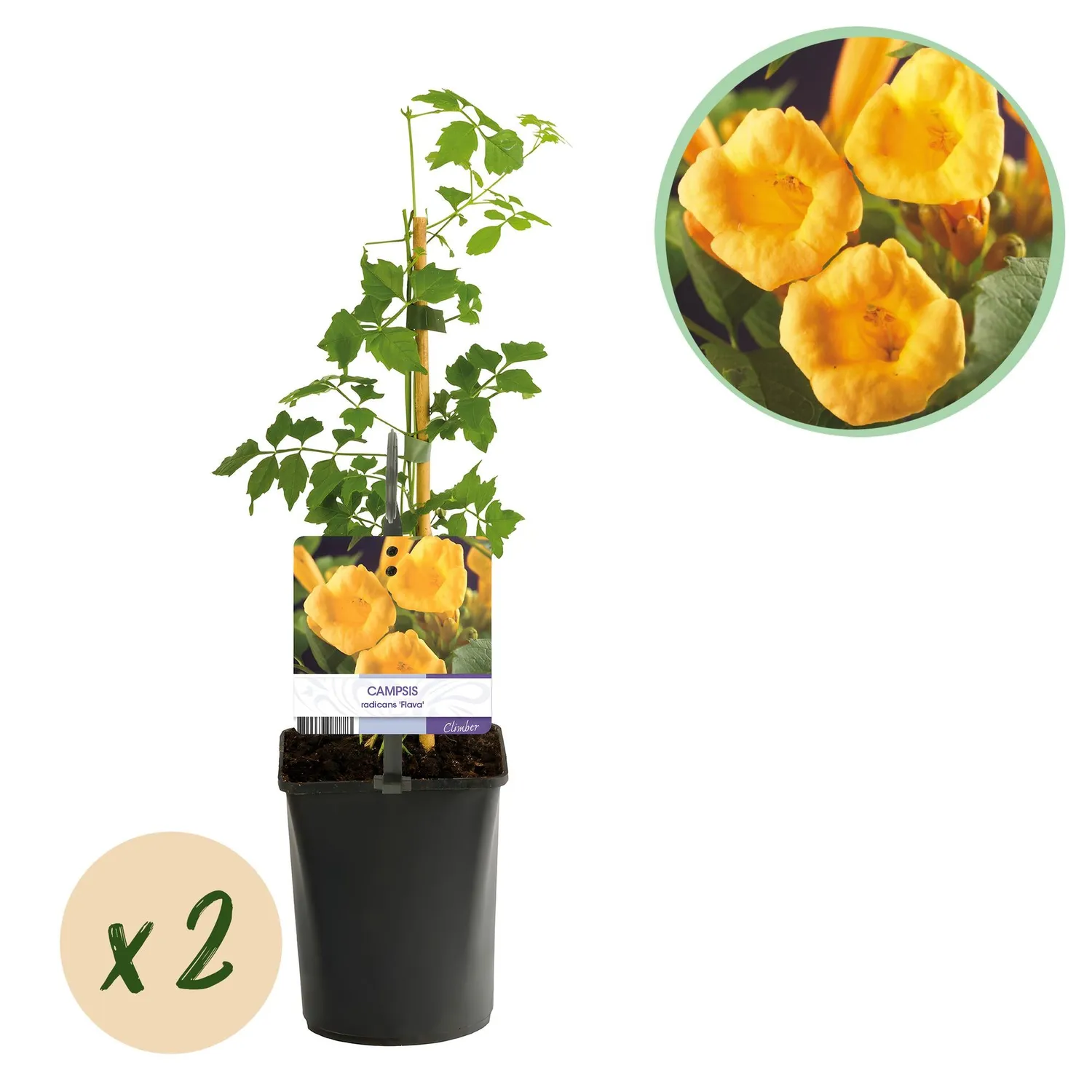 Plant and Stories Bignone Flava plante grimpante jaune lot 11 cm