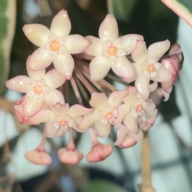 Plant and Stories Inner Variegata hoya latifolia 8 cm panaché