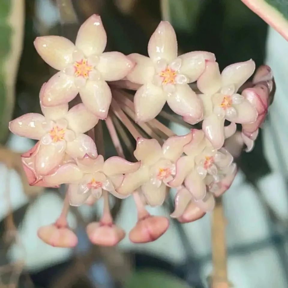 Plant and Stories Inner Variegata hoya latifolia 8 cm panaché