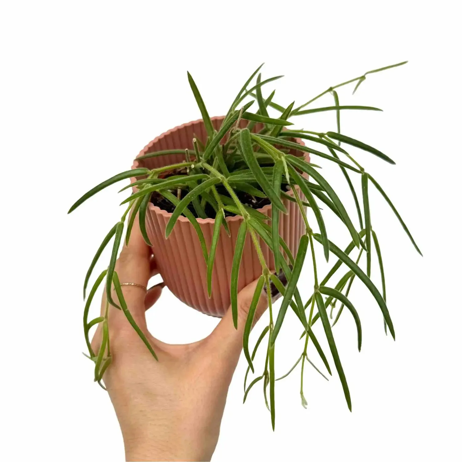 Plant and Stories Hoya Linearis pot 9 cm velouté