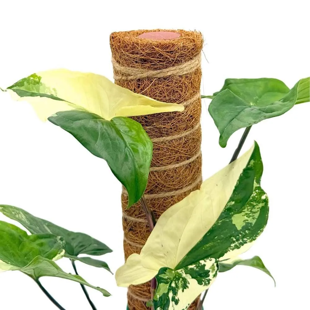 Plant and Stories Tuteurs coco plantes grimpantes lot 2 + velcro