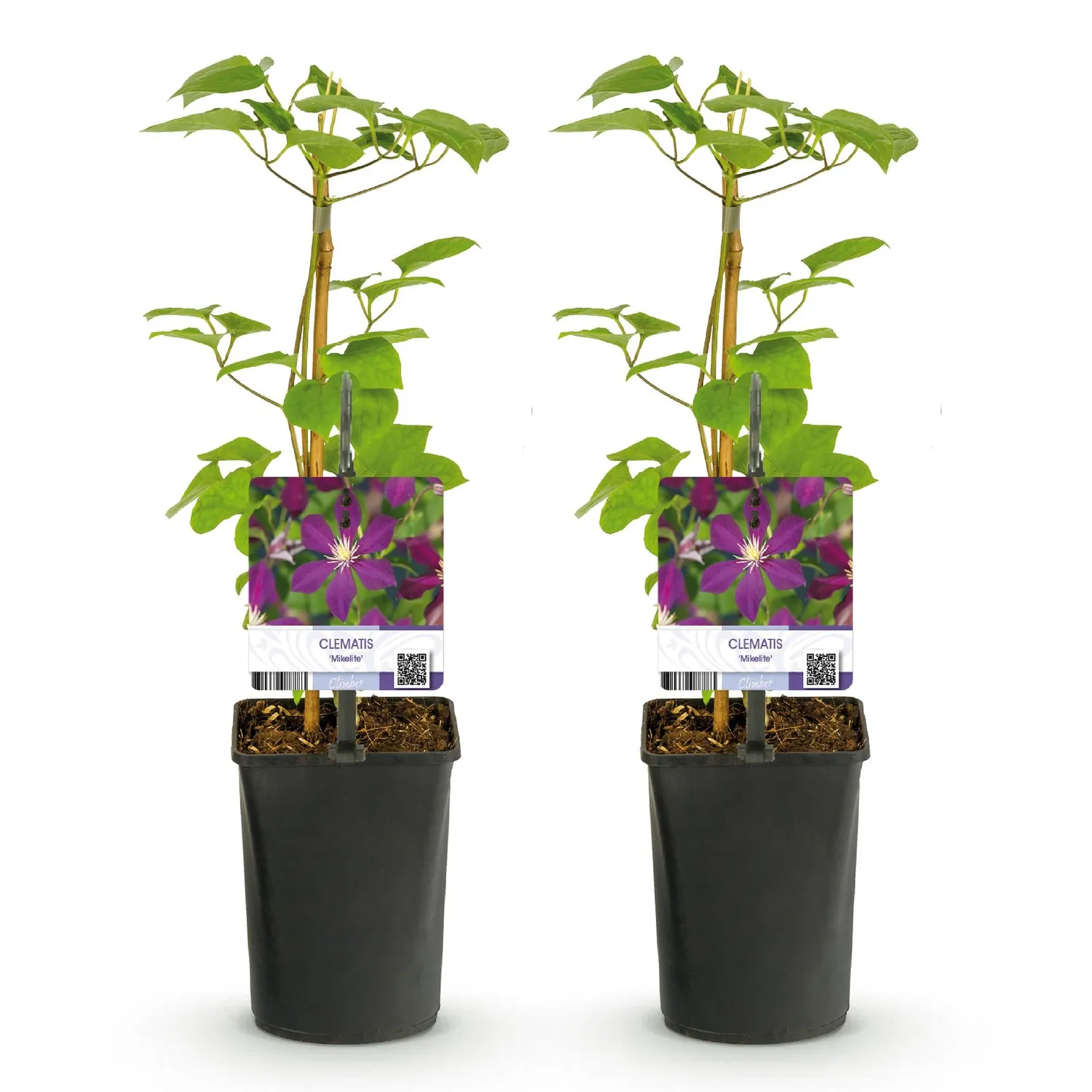 Plant and Stories Mikelite clématite grimpante 2 plants