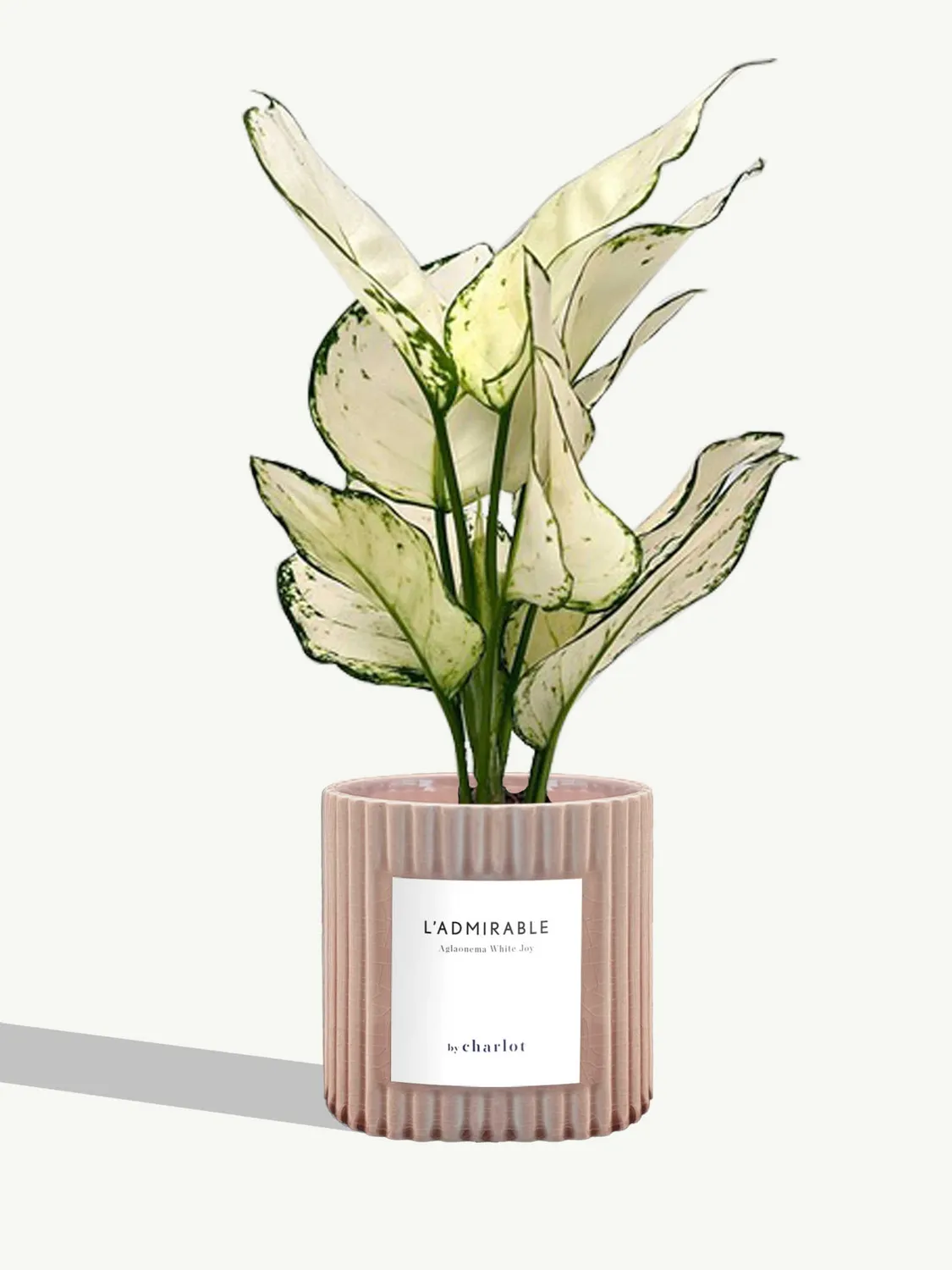 By Charlot L'Admirable plante pot S aglaonema blanc