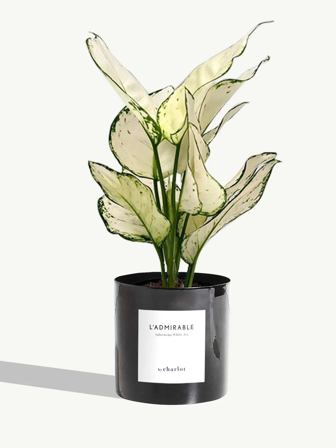 By Charlot L'Admirable Aglaonema White Joy 30-35 cm pot S