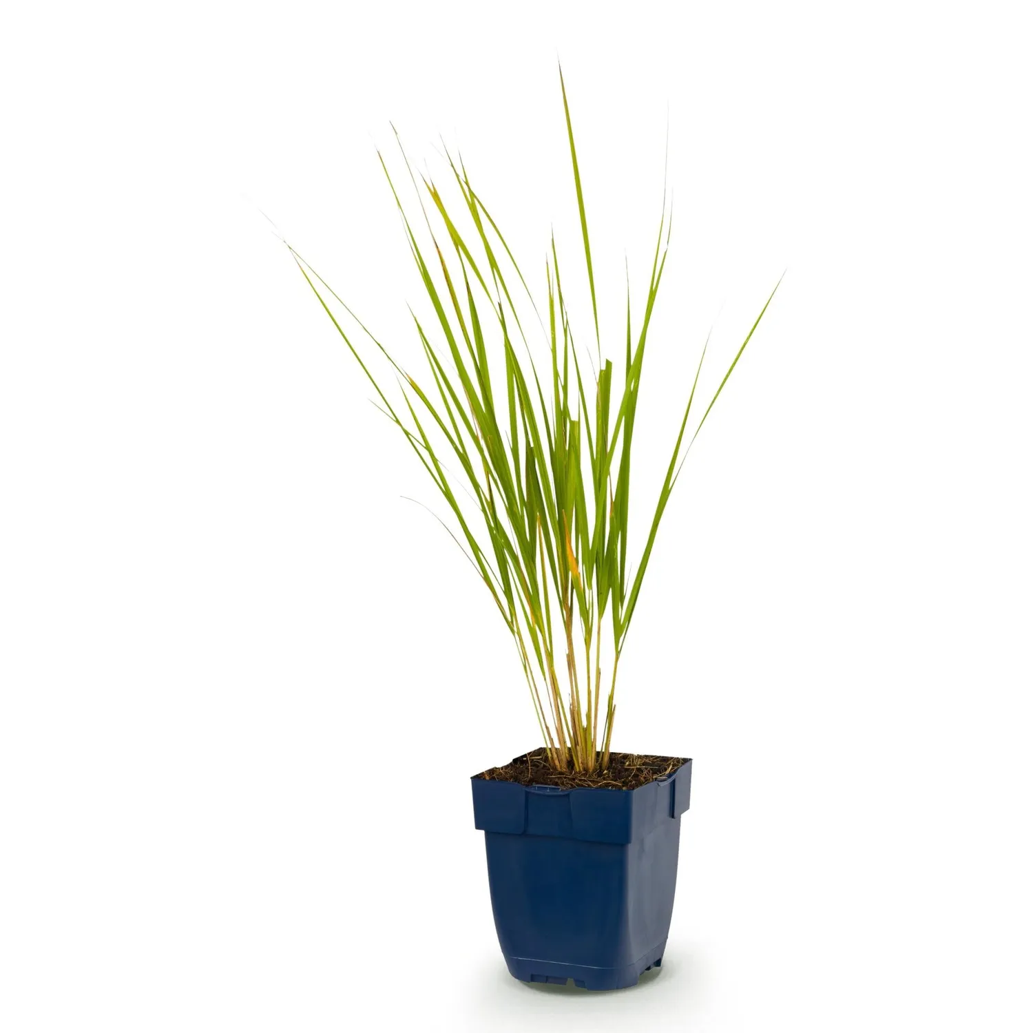Plant and Stories Calamagrostis Karl Foerster graminée 1 plant dorée