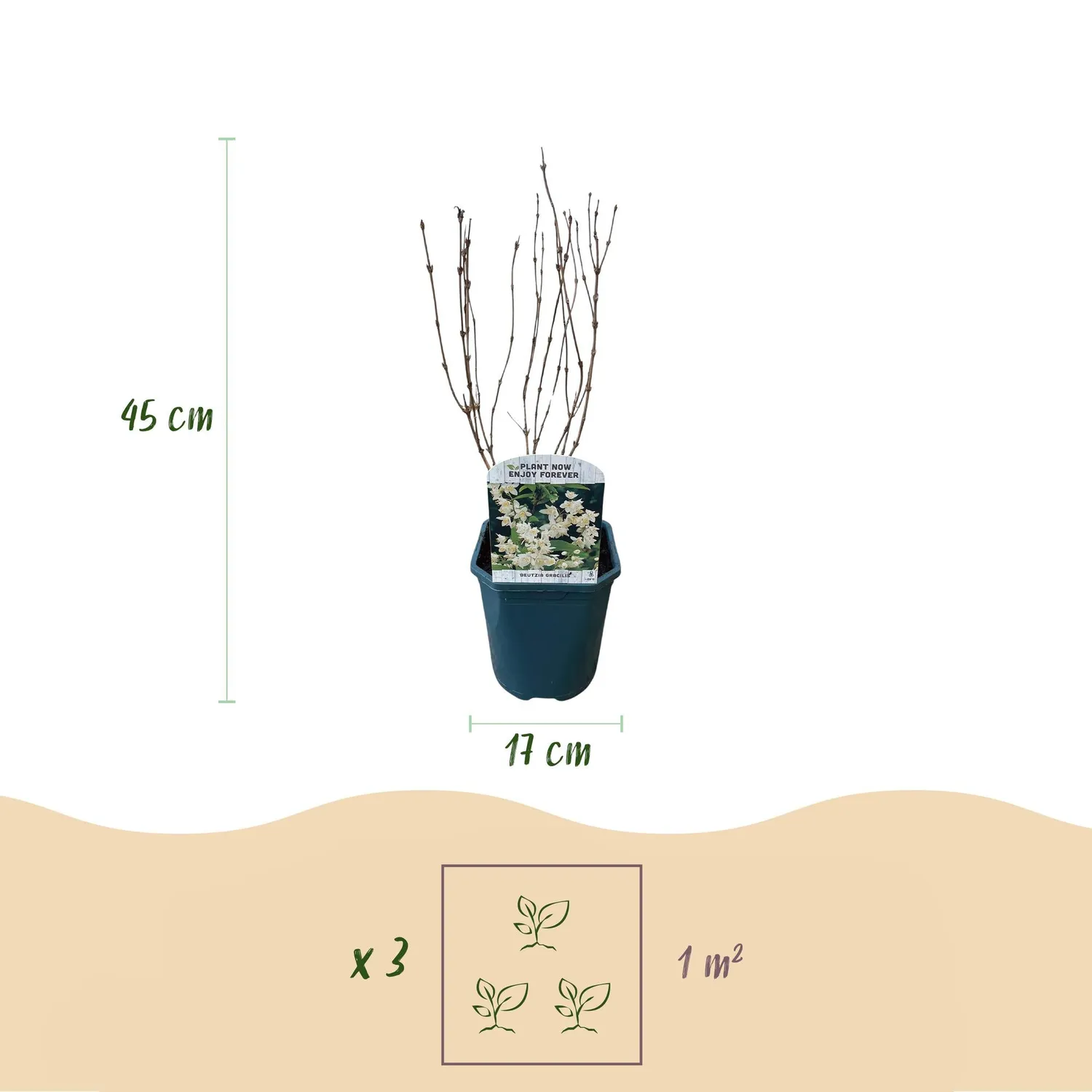Plant and Stories Deutzia Gracilis arbuste pot 17 cm