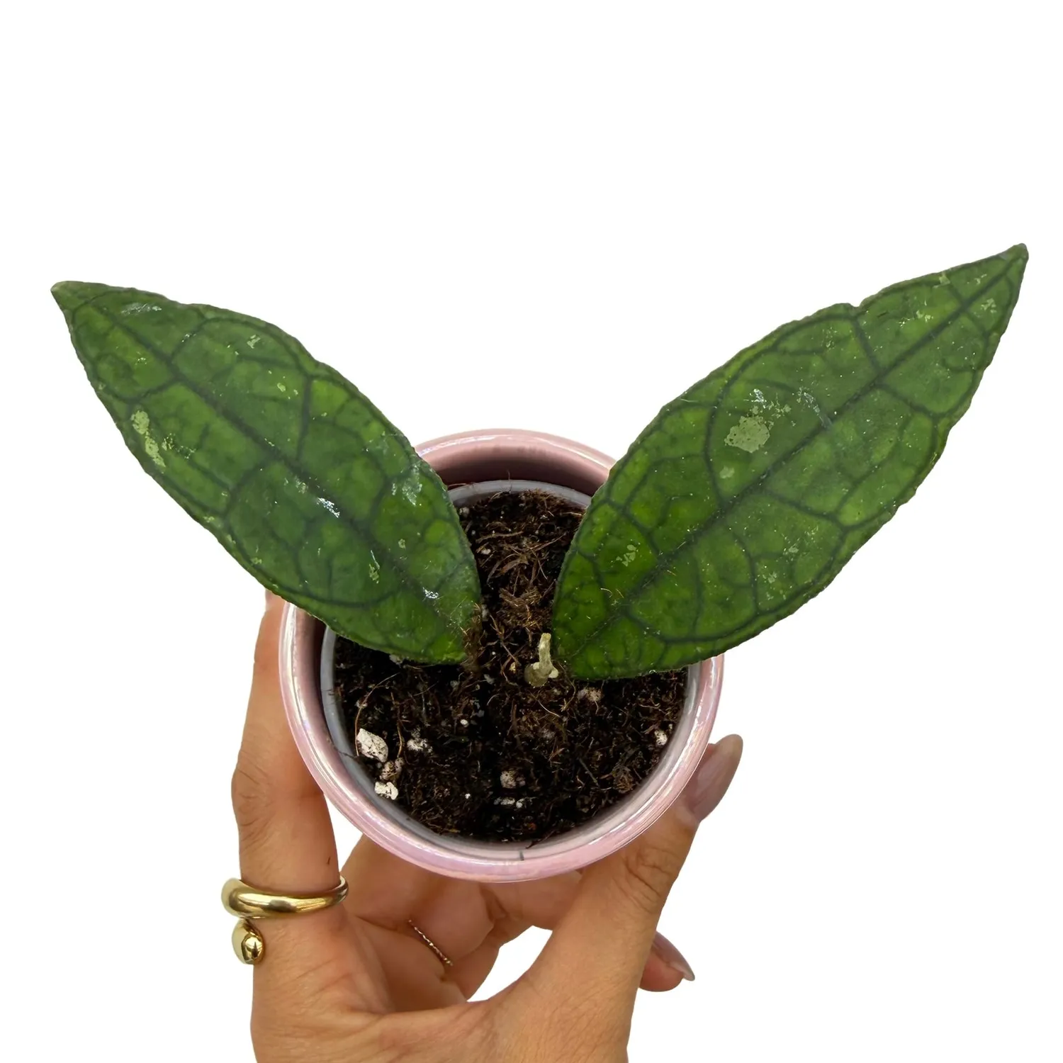 Plant and Stories Hoya finlaysonii plante pot 9cm feuilles nervurées