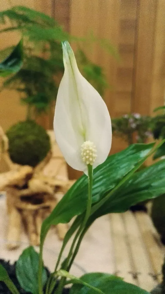 AQUAPHYTE Komi kokedama spathiphyllum magnet dépolluant