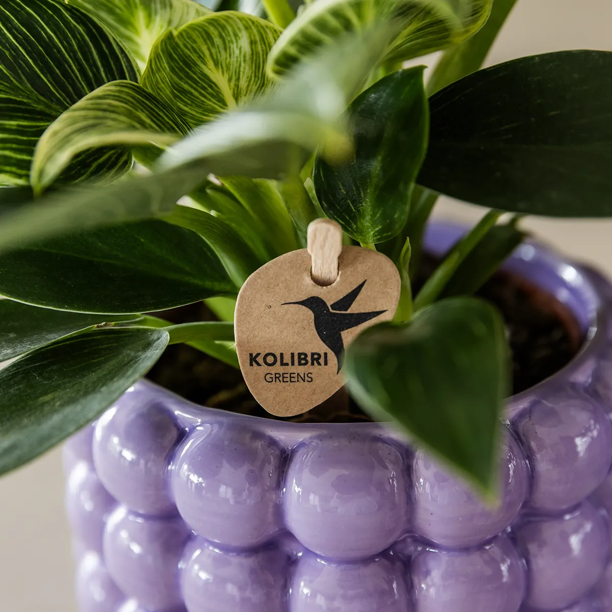Plant and Stories Lausanne orchidée phalaenopsis blanche coffret pot 12cm