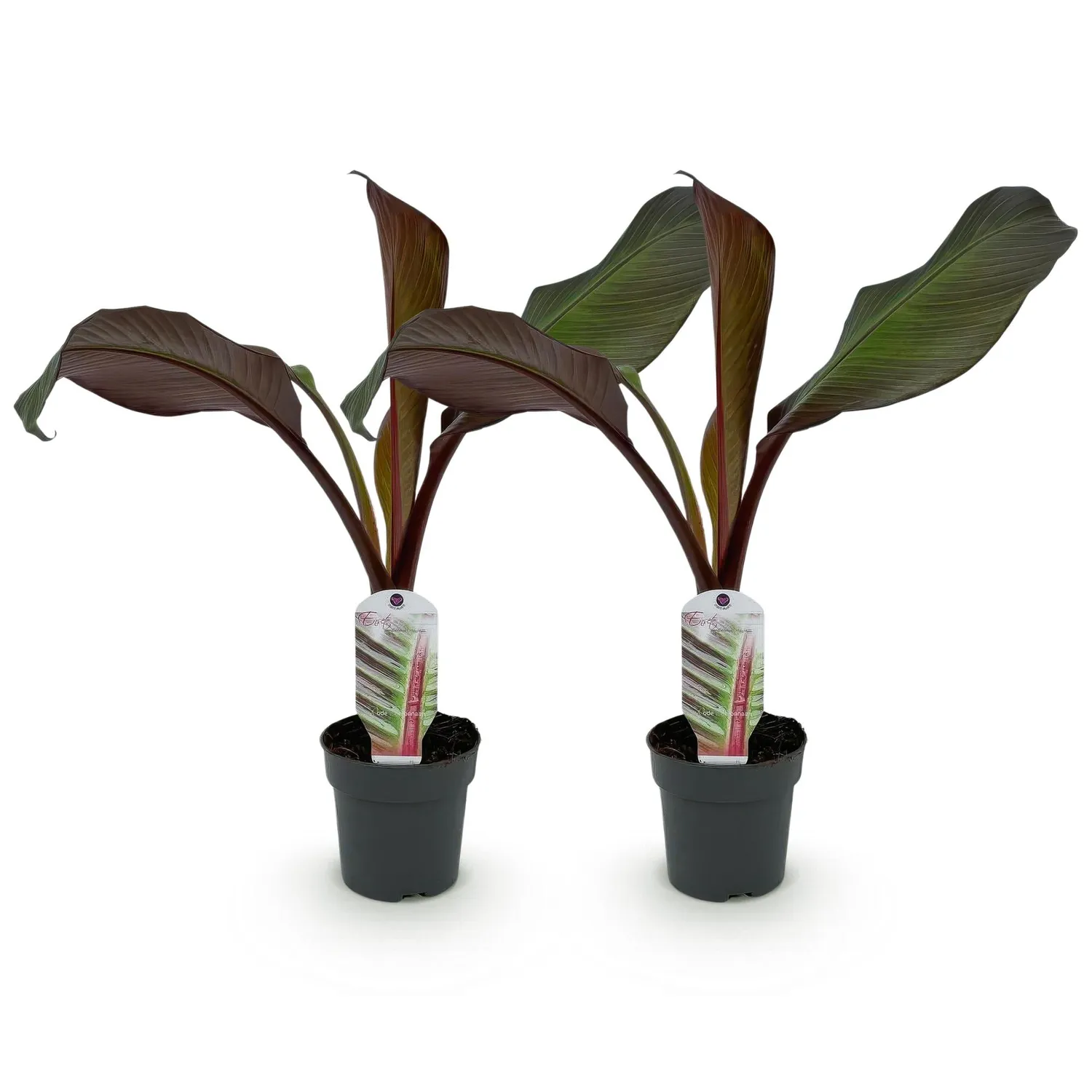 Plant and Stories Bananier Maurelii 2 plants pourpre 30 cm