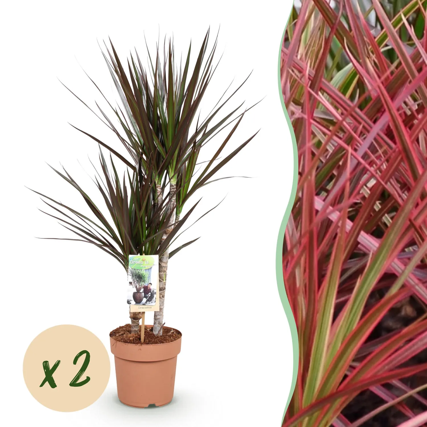 Plant and Stories Dracaena Magenta arbre dragon lot de 2 17 cm