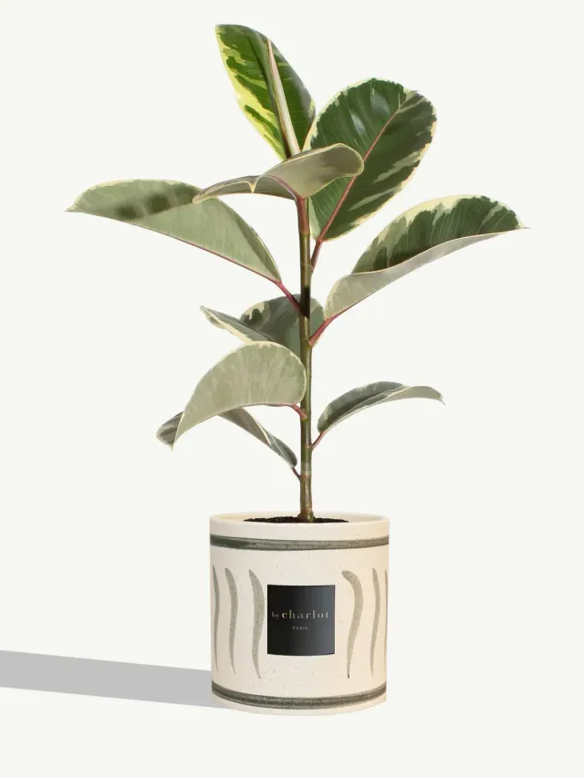 By Charlot Le Diplomate plante céramique olive