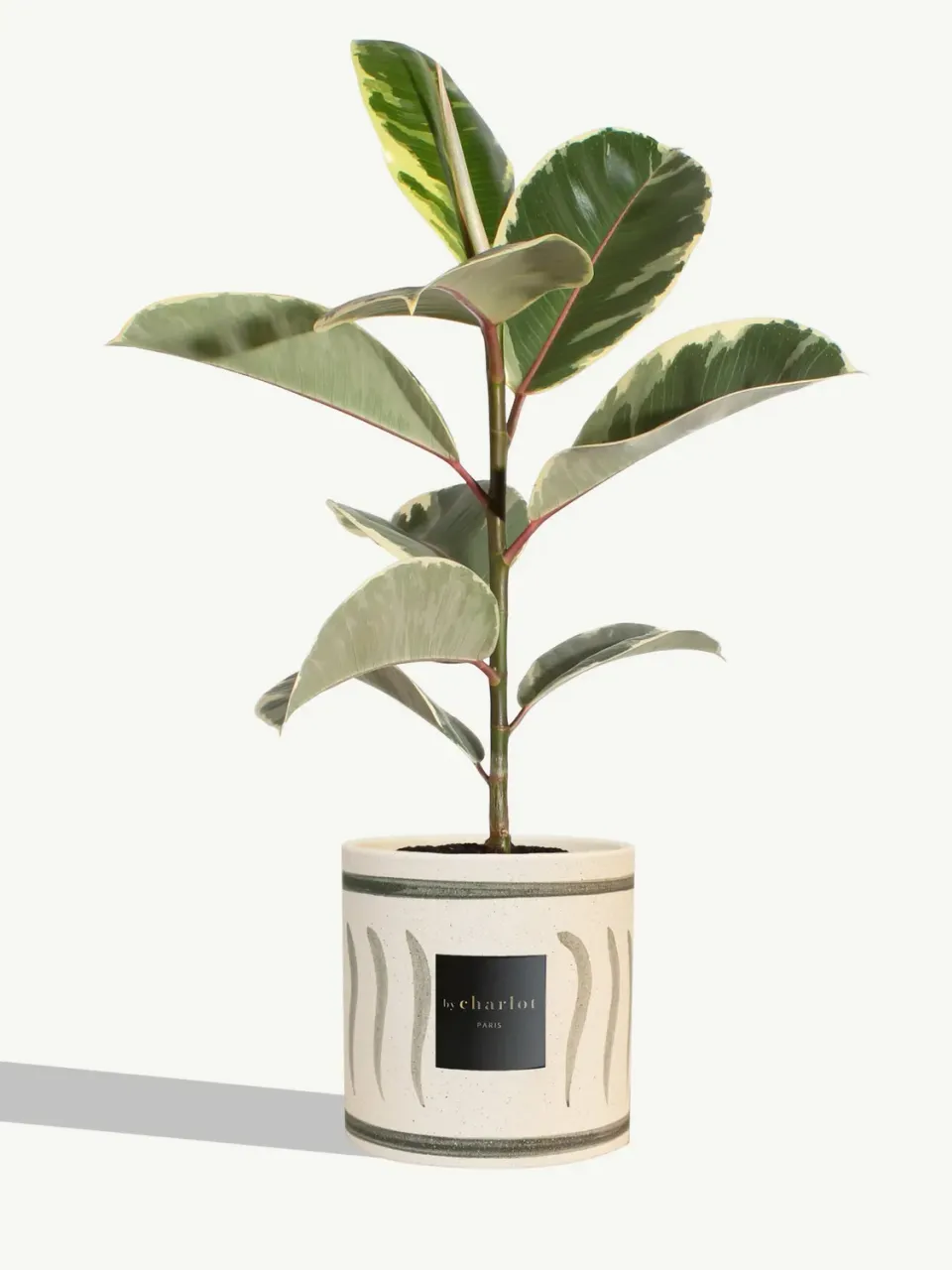 By Charlot Le Diplomate plante céramique olive