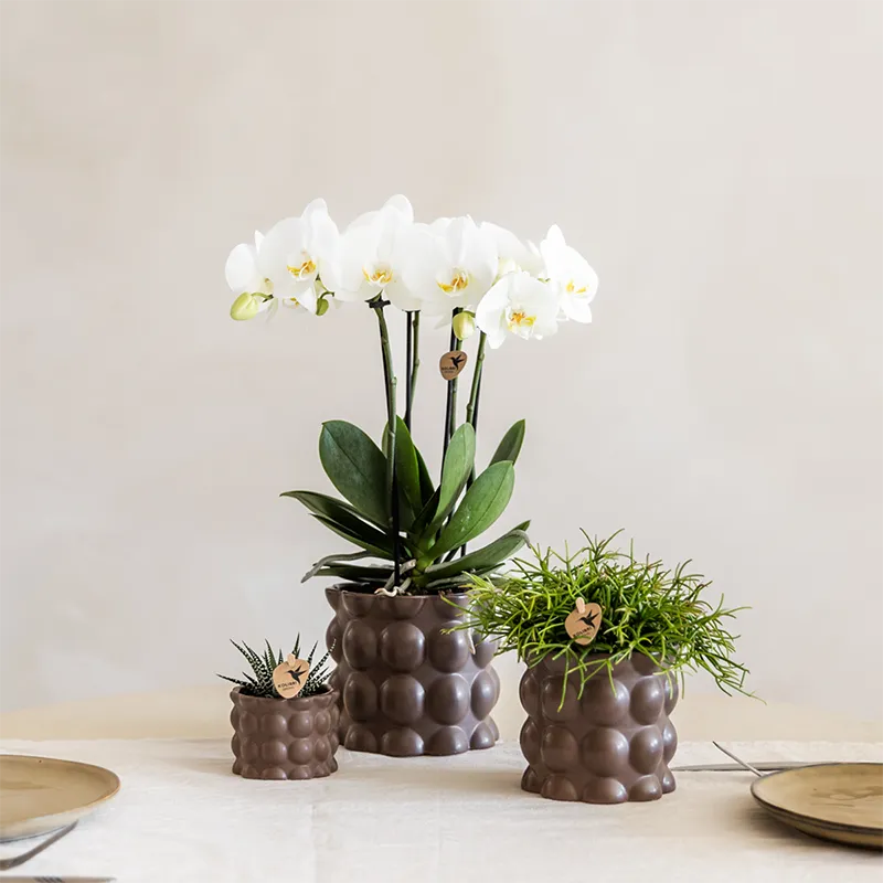 Plant and Stories Phalaenopsis Ghent orchidée blanche coffret