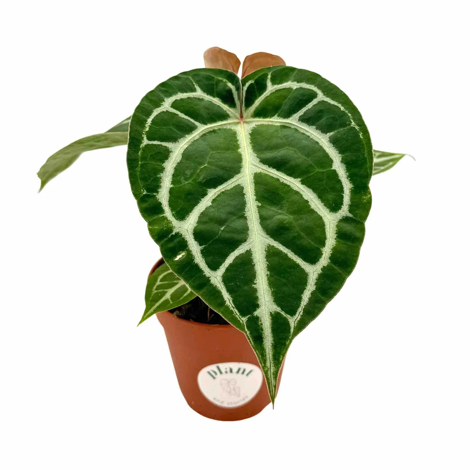 Plant and Stories Crystallinum anthurium pot 6 cm velours
