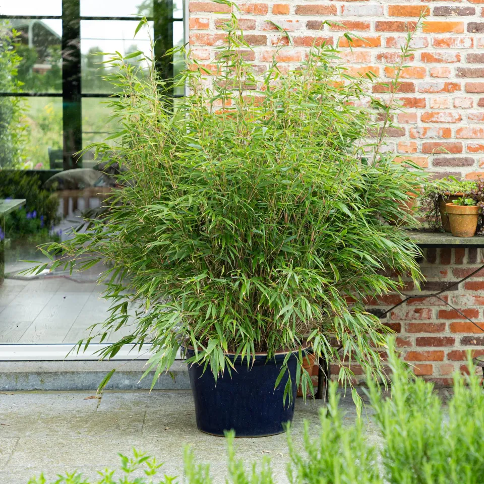 Plant and Stories Fargesia Rufa bambou 80 cm pot 23 cm