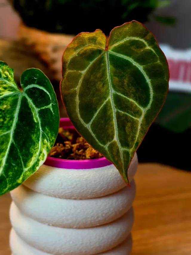 plant.ess Red Crystallinum Michelle anthurium 2 feuilles