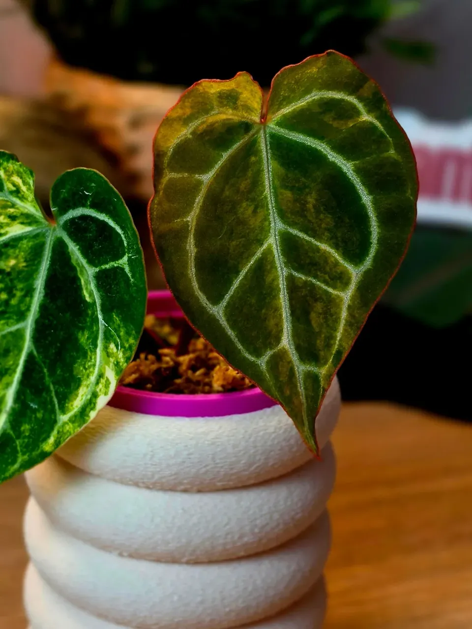 plant.ess Red Crystallinum Michelle anthurium 2 feuilles